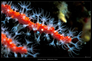 Mediterranean red coral_Corallium rubrum by Mathieu Foulquié 
